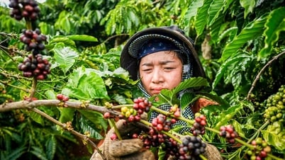 Giá cà phê hôm nay 29/7/2025: Tiếp tục tăng nhẹ