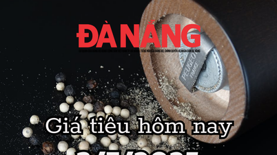 Giá tiêu hôm nay 3/7/2025 xuất khẩu giảm 15% nhưng doanh thu tăng 36%