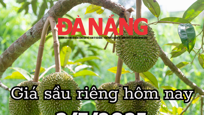 Giá sầu riêng hôm nay 3/7/2025: Lội ngược dòng, 61.000 tấn sầu riêng Việt xuất khẩu