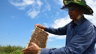 'Chắt chiu' mật ngọt giữa rừng ngập mặn