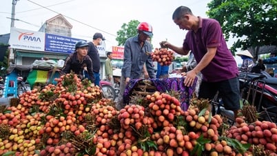 Nông dân vùng vải thiều Thanh Hà thu hơn 1.100 tỷ đồng từ vụ vải năm nay