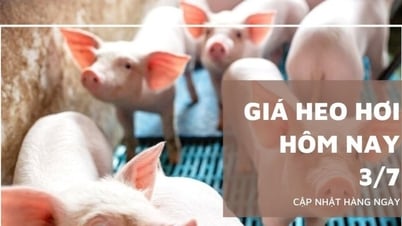 Schweinepreis heute, 3. Juli: Leichter Rückgang um 1.000 VND/kg in der Zentralregion …