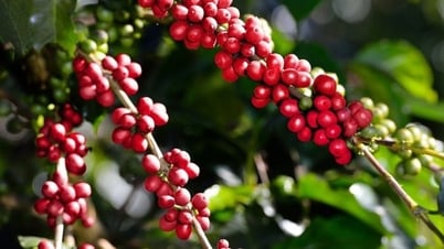 Mùa cà phê đang chín, giá sẽ 'ngọt' hay 'đắng'?