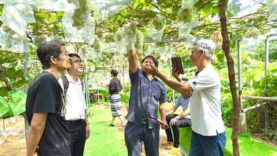 Les coopératives et les agriculteurs s'enrichissent grâce au durian biologique