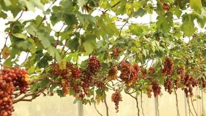 Transferencia de múltiples modelos de producción adecuados para tierras áridas