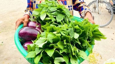 ឡើងភ្នំទៅហូបបន្លែ