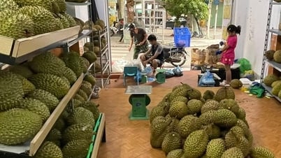 ការ​នាំ​ចេញ​ទុរេន​ទឹកកក​កើន​ឡើង​៣​ដង