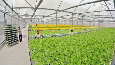 Efficiency from high-tech agricultural production