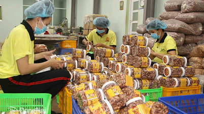 Dong Nai: la "capital" de los cultivos industriales