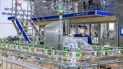 Dây chuyền bao bì hộp giấy cho hoa quả đầu tiên tại Việt Nam