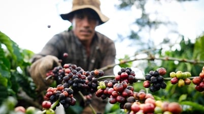 Nếu Mỹ áp thuế 20%, xuất khẩu nông lâm thủy sản ảnh hưởng thế nào?