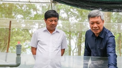 យិនស៊ិន Ngoc Linh និងឱសថ Da Nang ត្រូវបានដាំដុះដោយស្របច្បាប់នៅក្នុងព្រៃ។