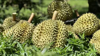 Durian exports plummet, market share in China drops sharply