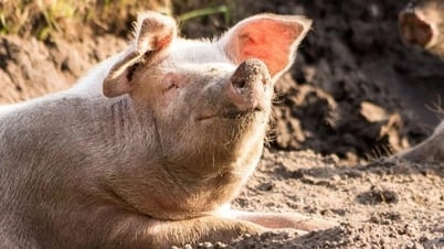«Свиноводческий магнат» в Бакнине перевыполнил годовой план через 6 месяцев