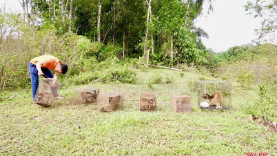 How rare are the 6 animals released into Vu Quang National Park?