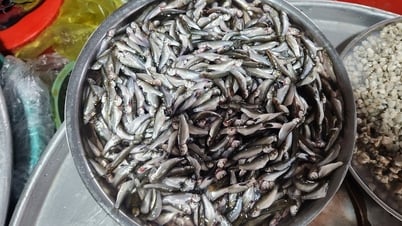 The first season of linh fish has arrived at the market at a price of 250,000 VND/kg.