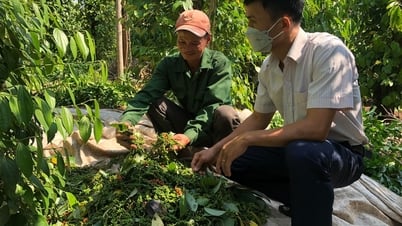 Giá tiêu hôm nay 3/7/2025: Tăng mạnh liên tiếp