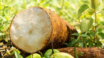 4 types of plants to avoid eating raw because they can be poisonous