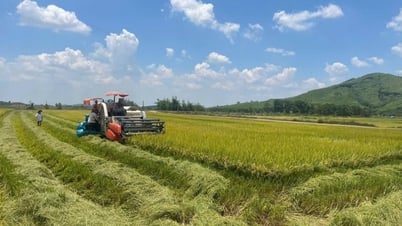Triển vọng từ mô hình sản xuất lúa hữu cơ