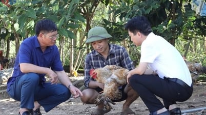 Nhiều mô hình sinh kế bền vững ở nông thôn