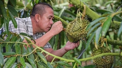 Cách Trung Quốc tự trồng sầu riêng khiến Thái Lan, Việt Nam phải dè chừng