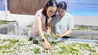 Tập huấn nhân rộng mô hình trồng dâu, nuôi tằm