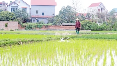 Bắc Ninh: Mở rộng vùng sản xuất lúa, hoa màu an toàn, chất lượng