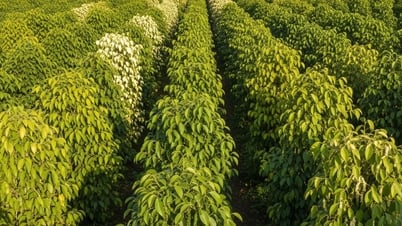 Giá tiêu hôm nay 30/7/2025: Đồng loạt lao dốc ở cả tiêu trắng lẫn tiêu đen