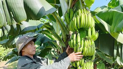 Thơm ngọt chuối tiêu Bản Nguyên