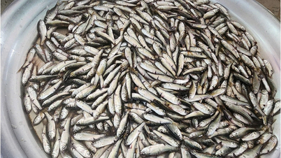 Cá linh đầu mùa 200.000 đồng một kg