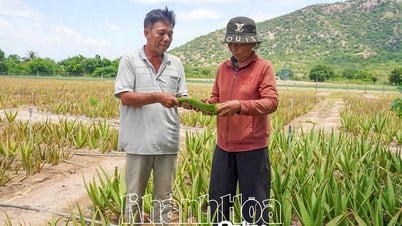 Cây nha đam giúp bà con thôn Xóm Bằng cải thiện đời sống
