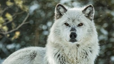 Sự trở lại của loài sói giúp rừng Yellowstone "hồi sinh" thế nào?