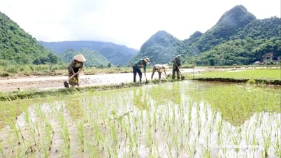 Xã vùng cao Mường Quàng (Nghệ An) nỗ lực triển khai các giải pháp khắc phục thiệt hại, phục hồi sản xuất sau lũ