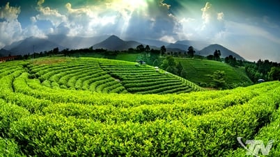 Cơ hội nào cho cây “tỷ đô”?
