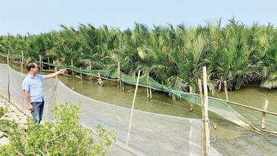 "Quả ngọt” từ rừng ngập mặn - Bài 1: Hành trình tạo đai xanh trên phá