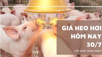 Giá heo hơi hôm nay 30/7: Quay đầu tăng tại miền Bắc và...