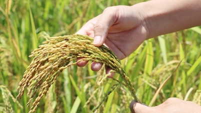 Giá lúa gạo hôm nay 30/7: Lúa tươi tăng nhẹ, giao dịch chậm