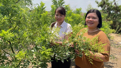 Triển khai mô hình trồng 3 ha cây dược liệu cà gai leo tại xã Phú Thiện