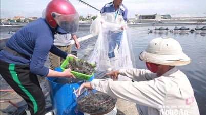 Tranh thủ thời tiết thuận lợi, chủ đầm nuôi ở Nghệ An thu hoạch tỉa thủy sản, bán được giá cao