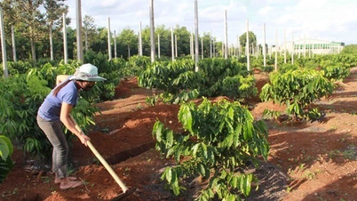 Nhức nhối nạn tranh chấp, lấn chiếm khi giao khoán đất cho doanh nghiệp