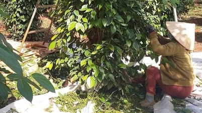 Thu 1 đồng nhưng phải hoàn đến 39 đồng, đến lượt ngành hồ tiêu kiến nghị bỏ thuế VAT