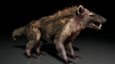 Khám phá Hyaenodon – Loài thú săn mồi đáng sợ nhất lịch sử