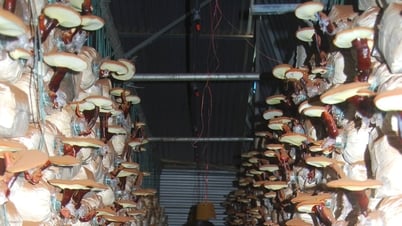 “Không gian nấm” của Quốc Khánh Farm