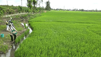 Chủ động chăm sóc, bảo vệ lúa thu đông
