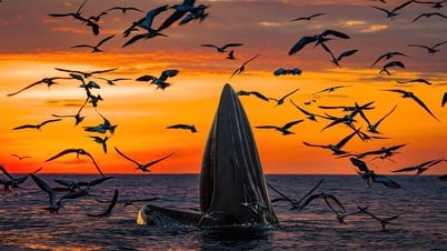 الحيتان وحمام نيكوبار وآثار السياحة السلبية
