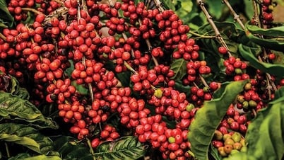 Mỹ áp thuế 50% lên Brazil, MXV-Index mất đà giảm xuống 2.226 điểm