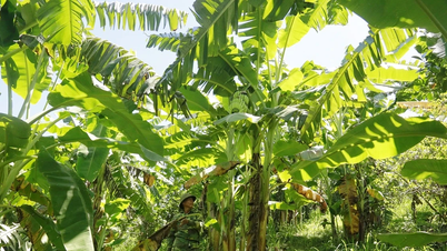 “Kho vàng xanh” bên núi Chẹn