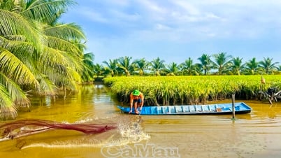 "Lúa thơm - tôm sạch" - Hướng phát triển bền vững kinh tế nông nghiệp