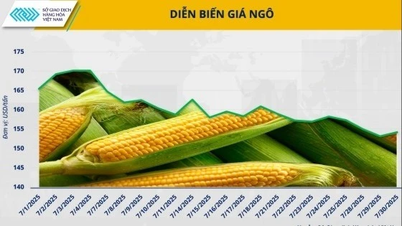 Giá ngô rẻ, chất lượng cao: Cơ hội tái cơ cấu nguồn cung cho ngành chăn nuôi