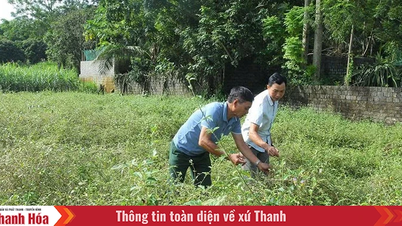 Developing medicinal plants in a sustainable direction